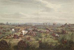 Flitton Moor Bedfordshire Water Colour Painting