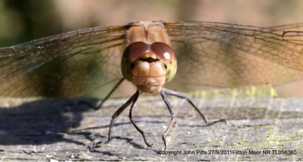 Image of a Dragon Fly